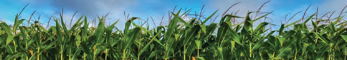 Erythritol derived from corn