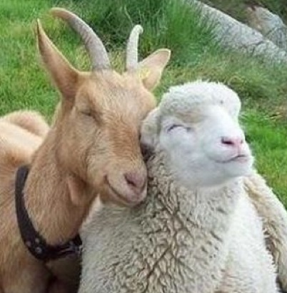 Extraction source of Goat Milk Whey Protein Powder Extraction source of Goat Milk Whey Protein Powder