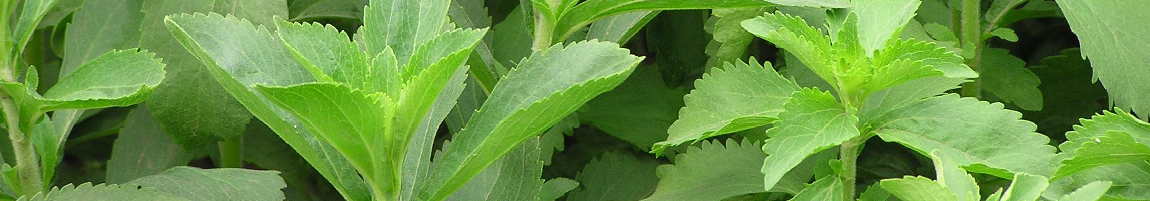 Stevia leaf plant